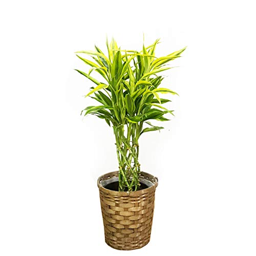 Amazon.co.jp: ミリオンバンブー 鉢カバー付 観葉植物 インテリア 中型